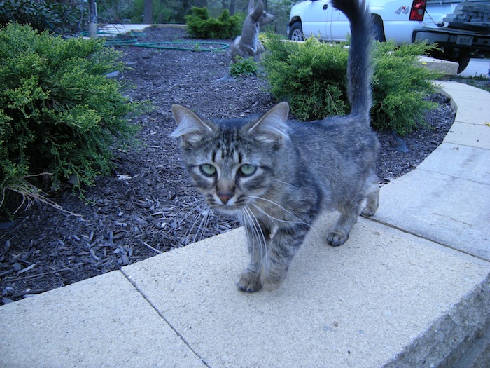 stray kitten